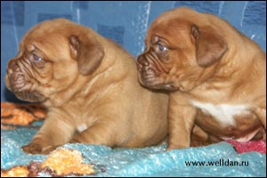 dogue de Bordeaux puppy Bakervill's Style Viski