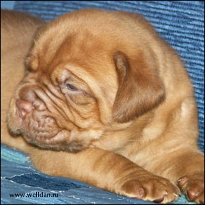 dogue de Bordeaux puppy Bakervill's Style Viski