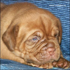 dogue de Bordeaux puppy Bakervill's Style Viski