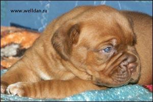 dogue de Bordeaux puppy Bakervill's Style Viski