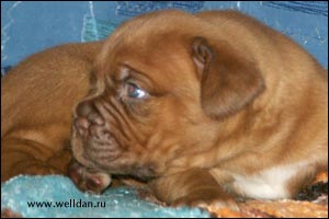 dogue de Bordeaux puppy Bakervill's Style Viski