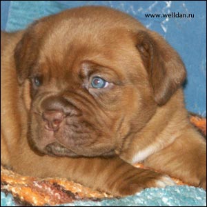 dogue de Bordeaux puppy Bakervill's Style Viski