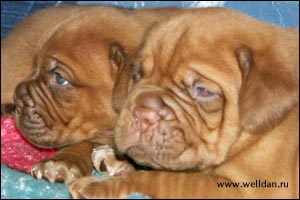 dogue de Bordeaux puppy Bakervill's Style Viski