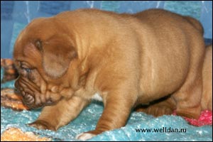 dogue de Bordeaux puppy Bakervill's Style Viski