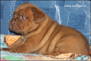 dogue de Bordeaux puppy Bakervill's Style Viski