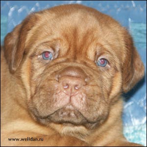 dogue de Bordeaux puppy Bakervill's Style Viski