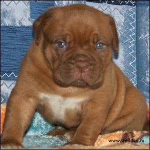 dogue de Bordeaux puppy Bakervill's Style Viski