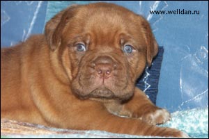 dogue de Bordeaux puppy Bakervill's Style Viski