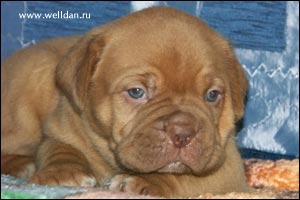 dogue de Bordeaux puppy Bakervill's Style Viski