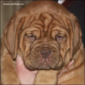 dogue de Bordeaux puppy Bakervill's Style Viski