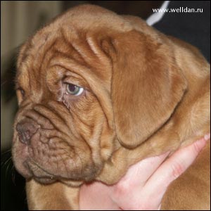 dogue de Bordeaux puppy Bakervill's Style Viski