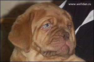 dogue de Bordeaux puppy Bakervill's Style Viski