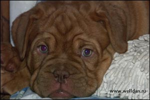 dogue de Bordeaux puppy Bakervill's Style Viski