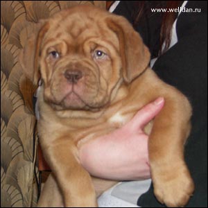 dogue de Bordeaux puppy Bakervill's Style Viski