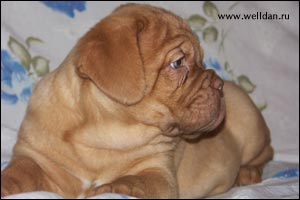 dogue de Bordeaux puppy Bakervill's Style Viski