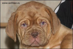 dogue de Bordeaux puppy Bakervill's Style Viski