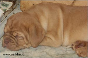 dogue de Bordeaux puppy Bakervill's Style Viski