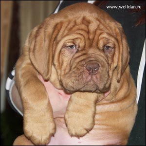 dogue de Bordeaux puppy Bakervill's Style Viski