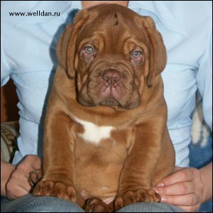 dogue de Bordeaux puppy Bakervill's Style Viski