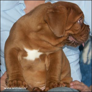 dogue de Bordeaux puppy Bakervill's Style Viski