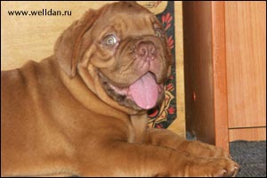 dogue de Bordeaux puppy Bakervill's Style Viski