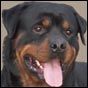 Rottweiler Rotti's Allyans Vico