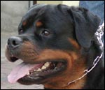 Rottweiler Filou