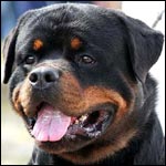 rottweiler Morro