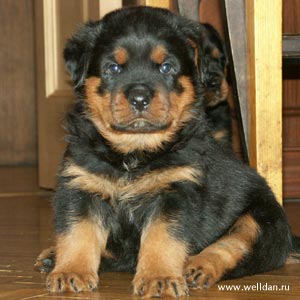 Rottweiler puppy