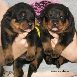 rottweiler puppy Rotti's Allyans Ute