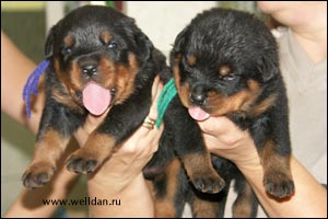 rottweiler puppy Rotti's Allyans Ute