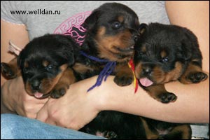 rottweiler puppy Rotti's Allyans Ute