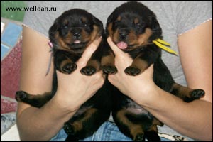 rottweiler puppy Rotti's Allyans Ute