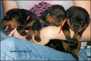 rottweiler puppy Rotti's Allyans Ute