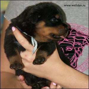 rottweiler puppy Rotti's Allyans Ute