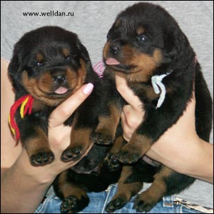 rottweiler puppy Rotti's Allyans Ute