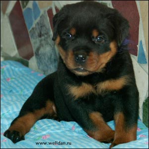 rottweiler puppy Rotti's Allyans Ute