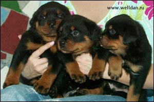 rottweiler puppy Rotti's Allyans Ute