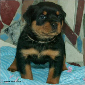 rottweiler puppy Rotti's Allyans Ute