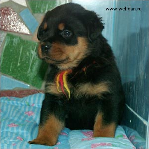 rottweiler puppy Rotti's Allyans Ute