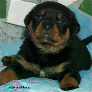 rottweiler puppy Rotti's Allyans Ute