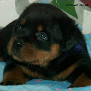 rottweiler puppy Rotti's Allyans Ute