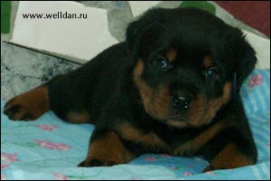 rottweiler puppy Rotti's Allyans Ute