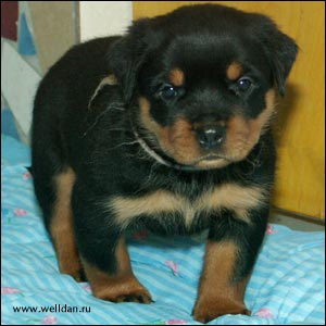 rottweiler puppy Rotti's Allyans Ute