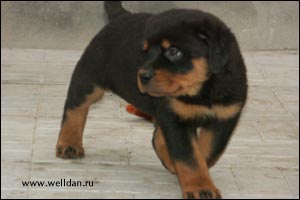 rottweiler puppy Rotti's Allyans Ute