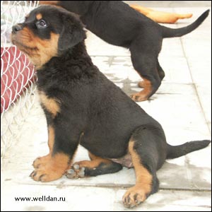 rottweiler puppy Rotti's Allyans Ute