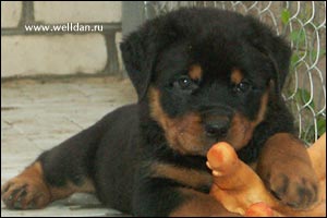 rottweiler puppy Rotti's Allyans Ute