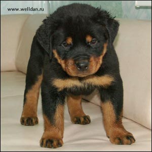 rottweiler puppy Rotti's Allyans Ute