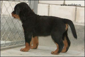 rottweiler puppy Rotti's Allyans Ute