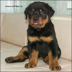 rottweiler puppy Rotti's Allyans Ute